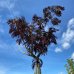 Albízia čokoládová (Albizia julibrissin) ´SUMMER CHOCOLATE´ - výška 250-300 cm, obvod kmeňa: 12/14 cm, kont. C55L